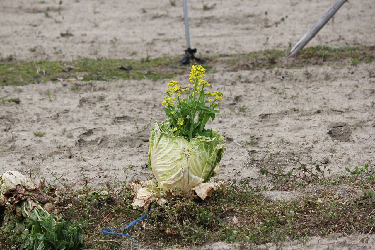 菜の花って何の花 田所大介の富山なんでも食遊記