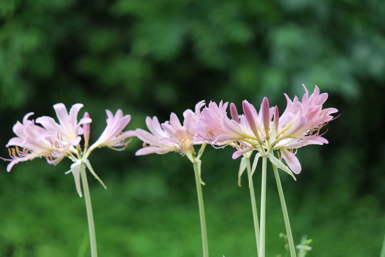 夏の花はこの花を推薦します 田所大介の富山なんでも食遊記