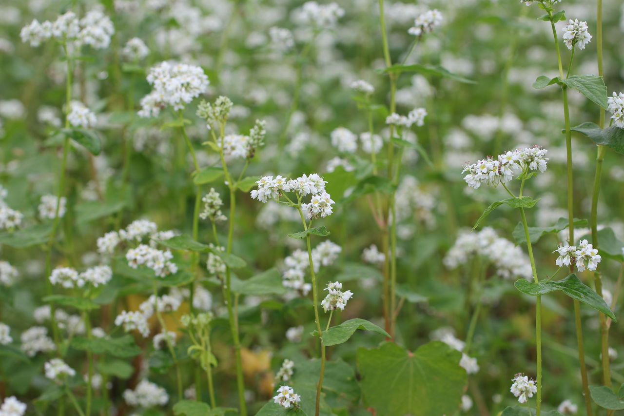蕎麦の花の季節ですね 田所大介の富山なんでも食遊記