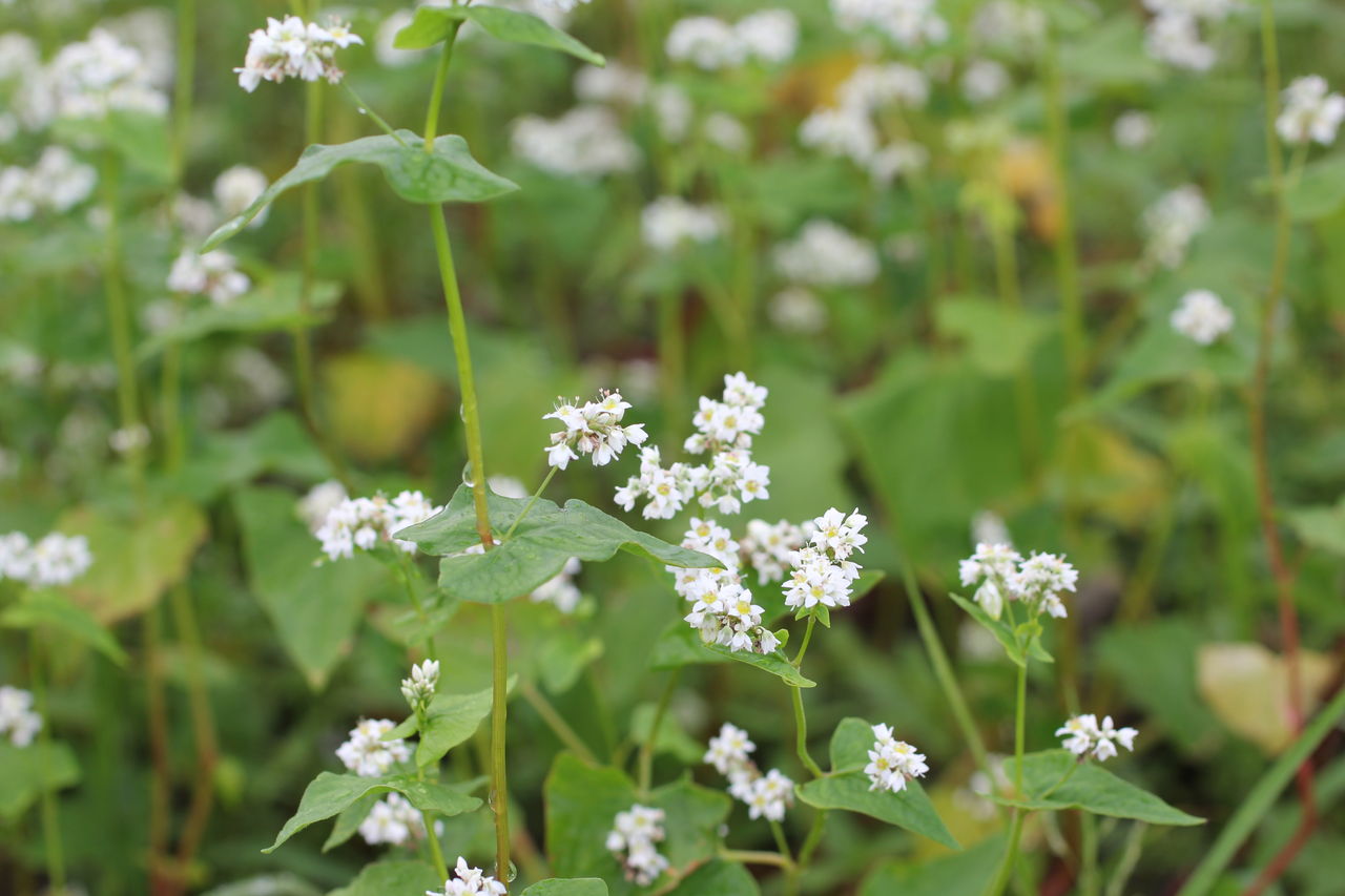 蕎麦の花の季節ですね 田所大介の富山なんでも食遊記