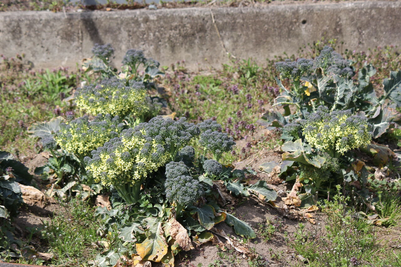 白菜やブロッコリーにも花は咲く 田所大介の富山なんでも食遊記