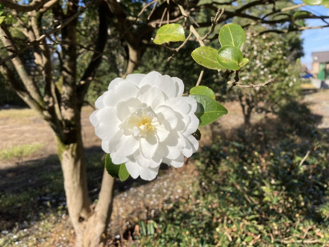 山茶花と椿の見分け方 田所大介の富山なんでも食遊記 山茶花と椿の見分け方 田所大介の富山なんでも食遊記