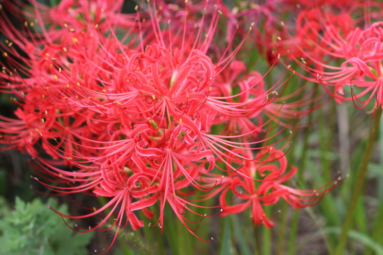 花との出会いは年に一度っきりなんですよね 田所大介の富山なんでも食遊記