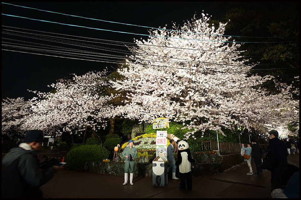 神戸市立王子動物園 夜桜通り抜け 神戸徒然ｐhotoｂlog
