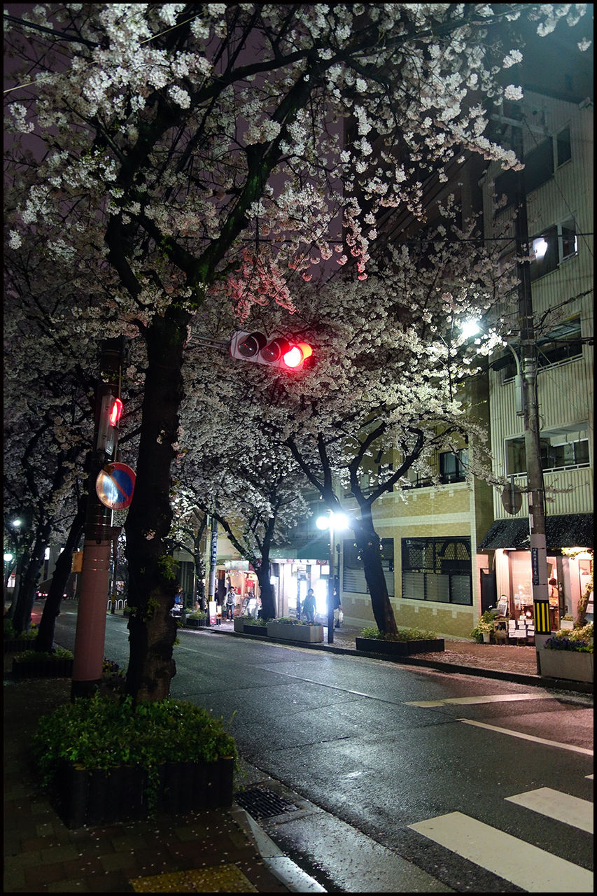 神戸市立王子動物園 夜桜通り抜け 神戸徒然photoblog 神戸市立王子動物園 夜桜通り抜け 神戸徒然photoblog