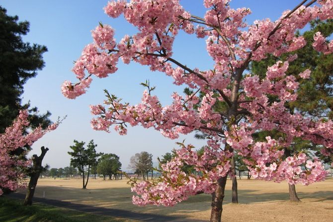 花回廊ゴルフコース やすしのフォト日記 花回廊ゴルフコース やすしのフォト日記