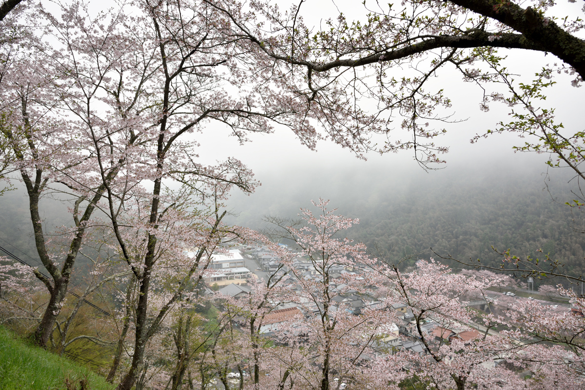16年4月9日 三休公園 霧と桜 Yasの写真保存庫 16年4月9日 三休公園 霧と桜 Yasの写真保存庫
