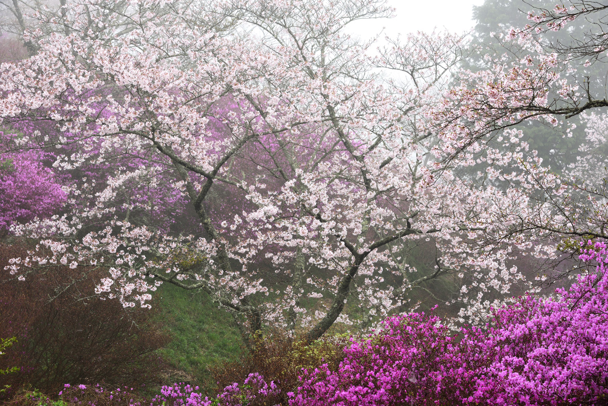 16年4月9日 三休公園 霧と桜 Yasの写真保存庫 16年4月9日 三休公園 霧と桜 Yasの写真保存庫