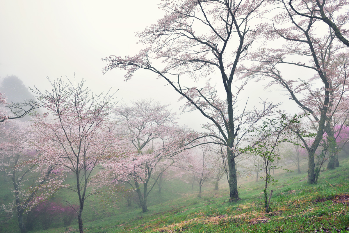 16年4月9日 三休公園 霧と桜 Yasの写真保存庫 16年4月9日 三休公園 霧と桜 Yasの写真保存庫