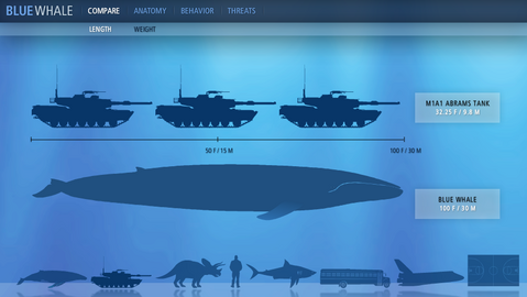 �����ʥ����������̥�����ܡ�Kingdom of the Blue Whale��