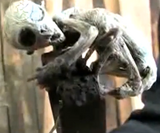 2007ǯ�˥ᥭ��������館��줿�����ꥢ����֤����餷����̿��