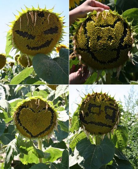 �ҥޥ�ꥢ����