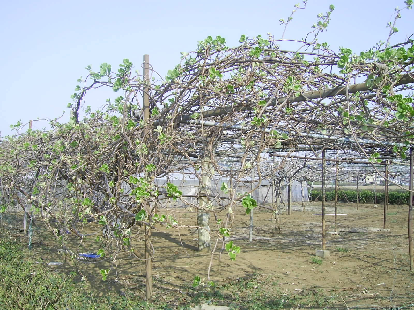 09キウイフルーツ からだが喜ぶ 大地のめぐみ