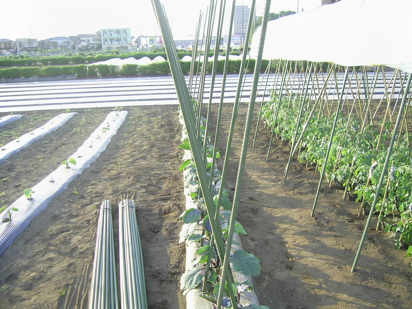 09 水茄子生育状況 からだが喜ぶ 大地のめぐみ