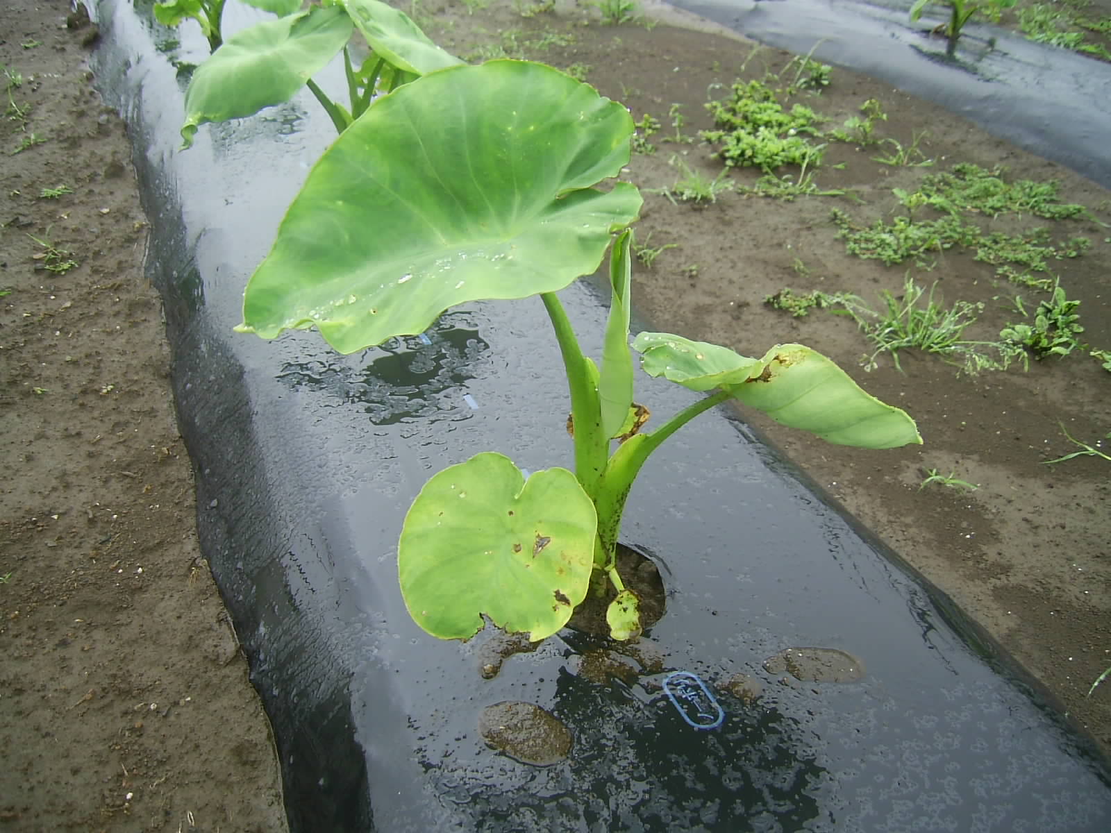 オーナー制度の里芋 トマトの生育状況 からだが喜ぶ 大地のめぐみ