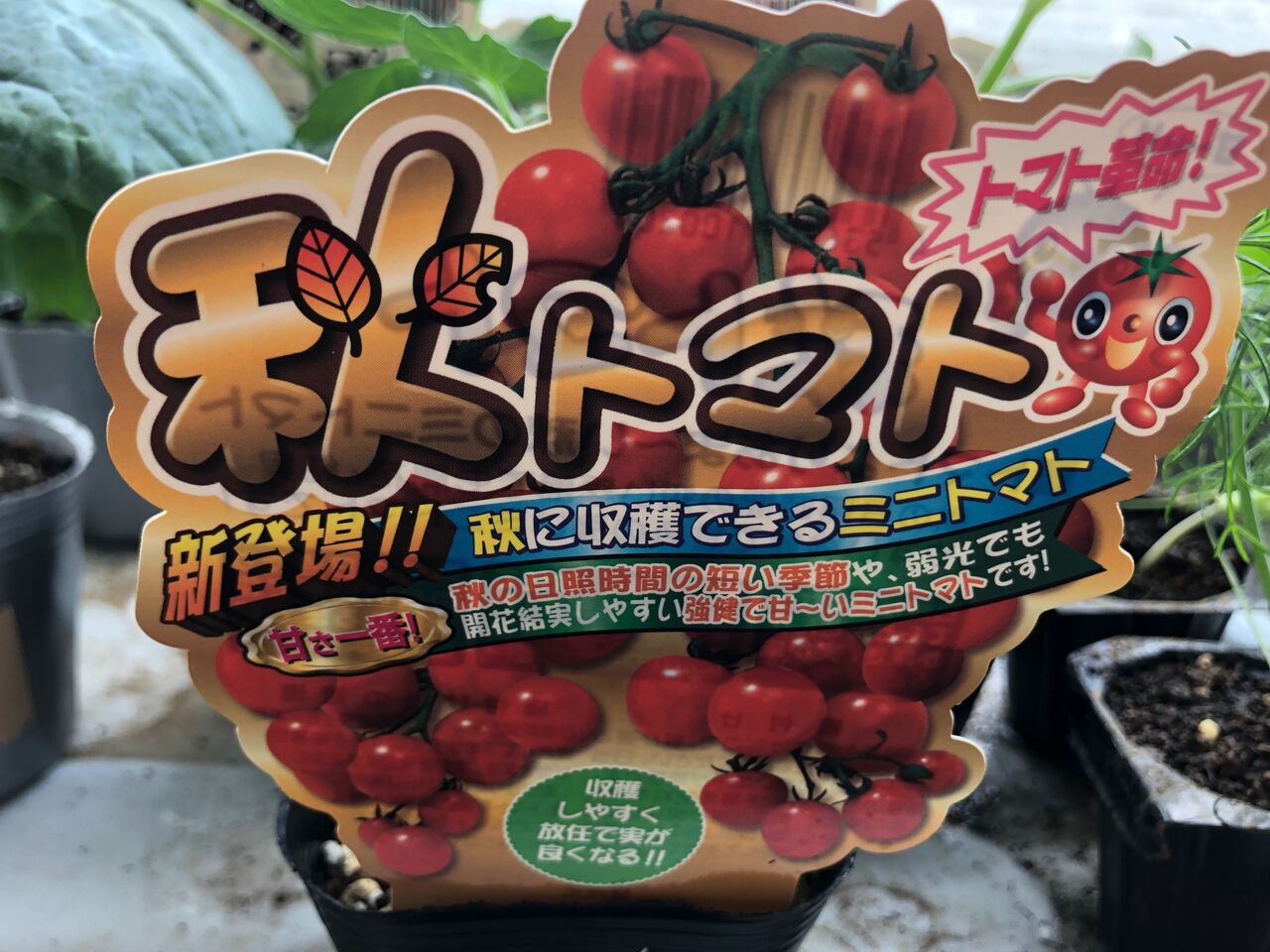 秋ミニトマト 野菜の宮