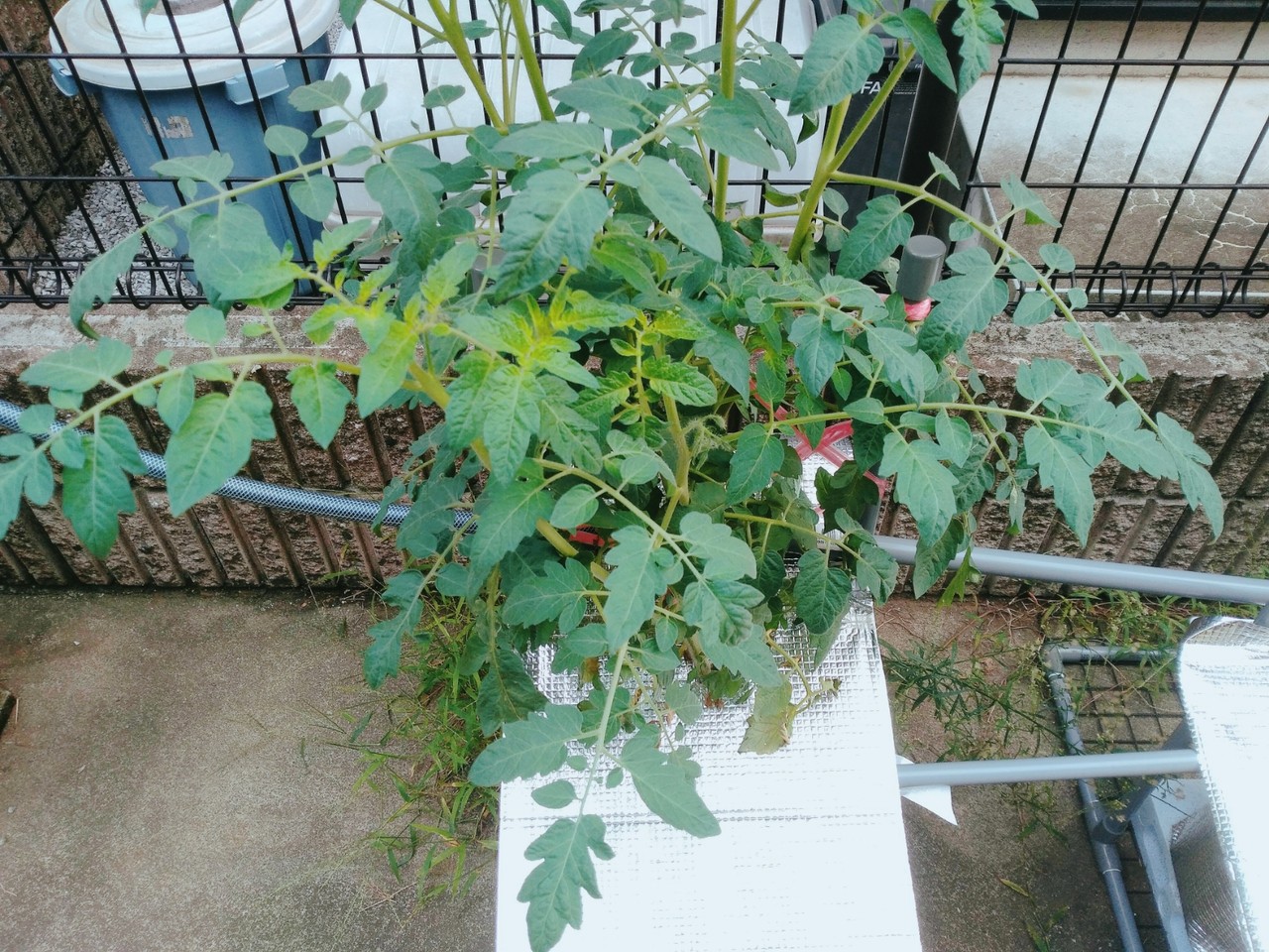 すべての美しい花の画像 無料ダウンロードトマト 花 咲かない