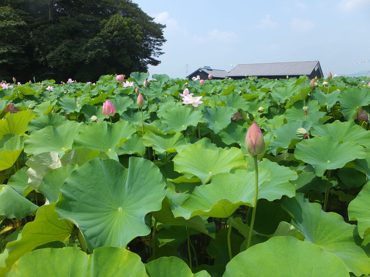 蓮のお花 さいとうさんちのおいしい日記