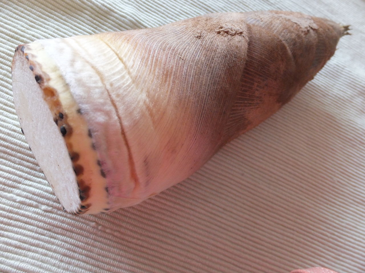 たけのこ 畑 さいとうさんちのおいしい日記