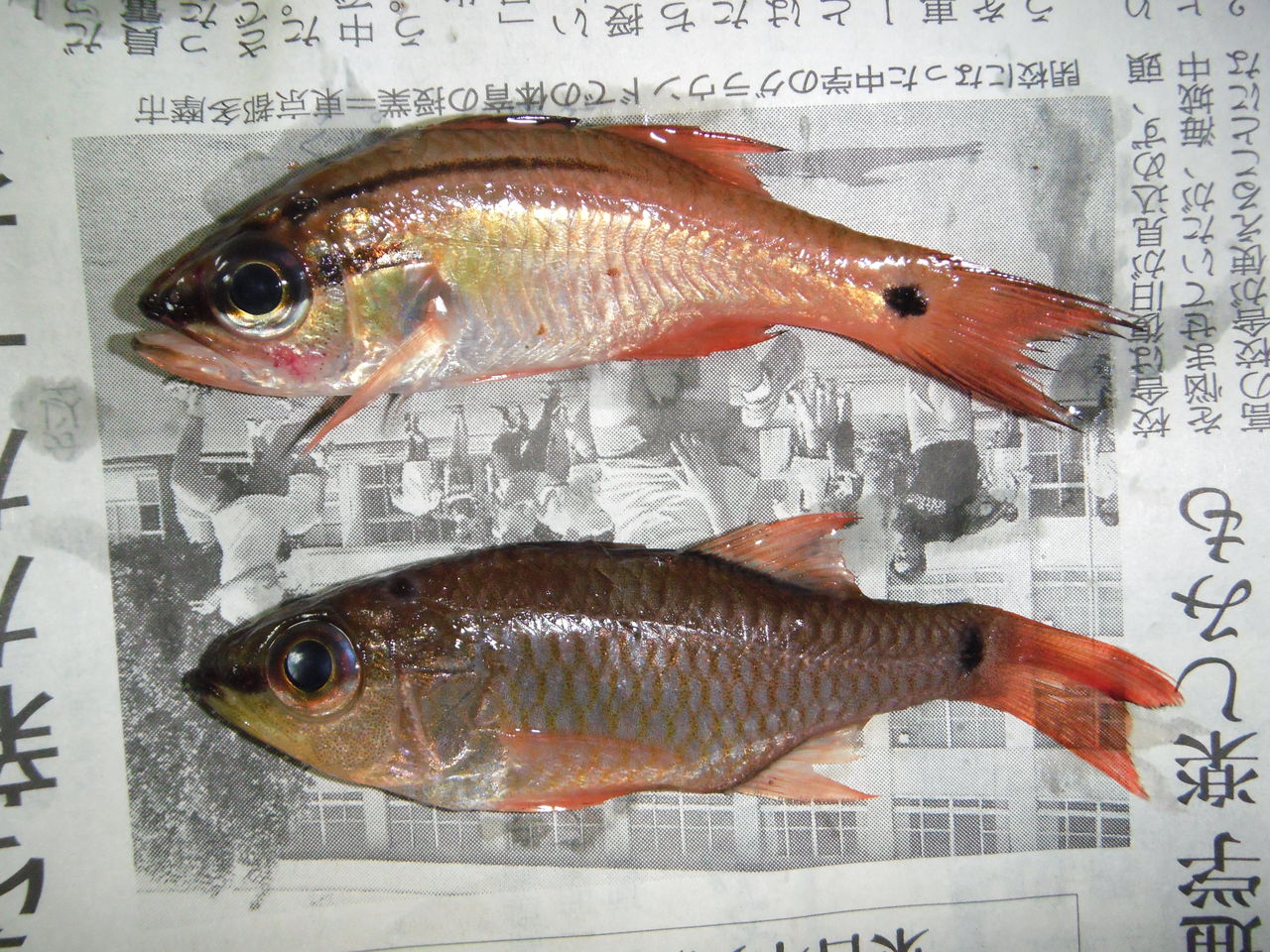 ブログデビュー さいとうさんちのおいしい日記 ブログデビュー さいとうさんちのおいしい日記