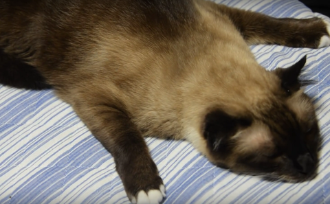シャム猫　変な寝方