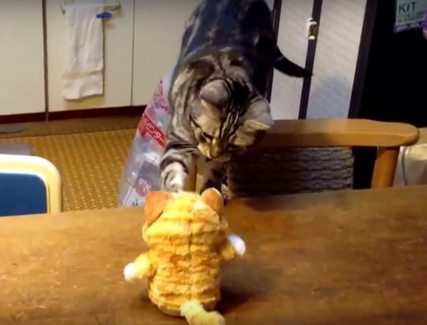 アメリカンショートヘアーのランとこえマネミーちゃん