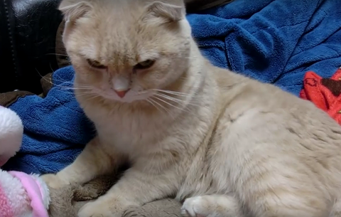 スコティッシュホールド　おこる