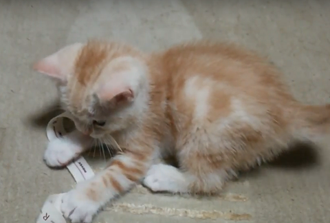 スコティッシュホールド　遊ぶ子猫