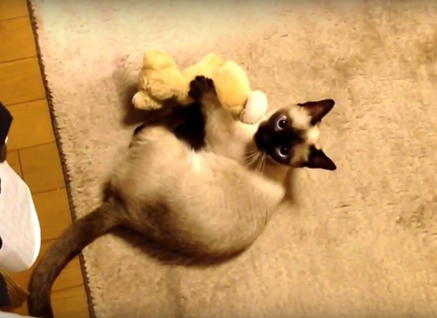 シャム猫 マンチカン　ミックス