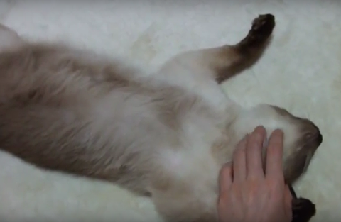 シャム猫　なでる