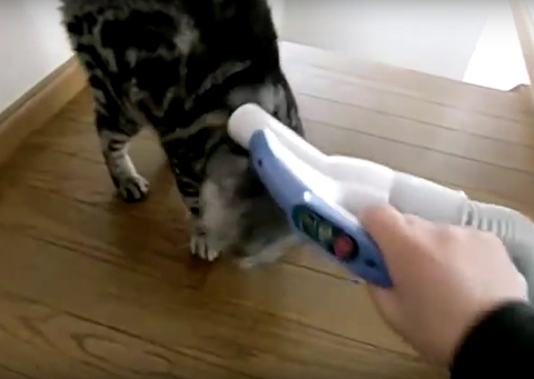 アメリカンショートヘアー　掃除機