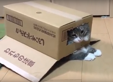 ノルウェージャンフォレストキャット　装甲凄い