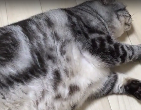 アメリカンショートヘアー　太ったデブ猫