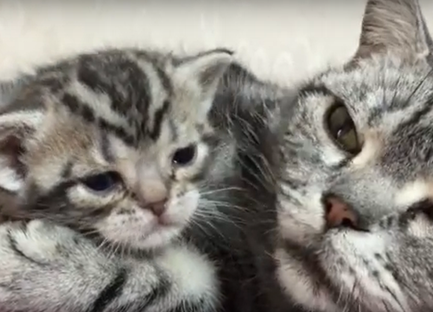 ねこいっぱいあってな 仲良しwwそろいの柄のアメショー親子 ねこいっぱいあってな 仲良しwwそろいの柄のアメショー親子