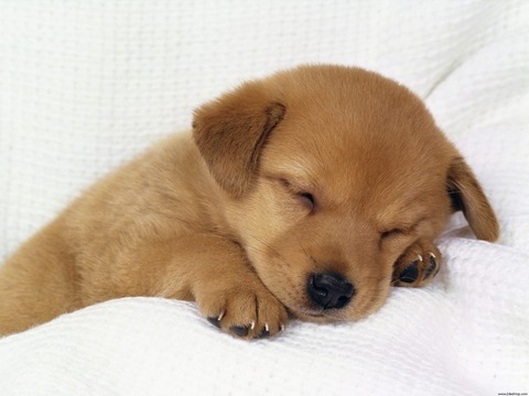 sleeping_puppy-1