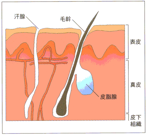 hihunokouzou