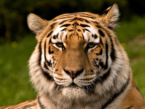 Siberischer_tiger_de_edit02