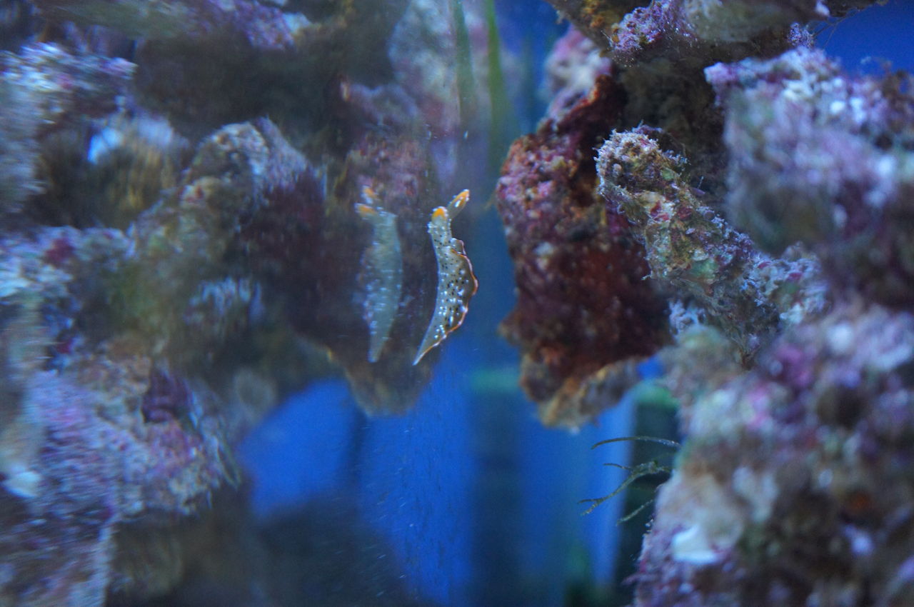 ウミウシかな ぐうたらもんの海水水槽 ウミウシかな ぐうたらもんの海水水槽