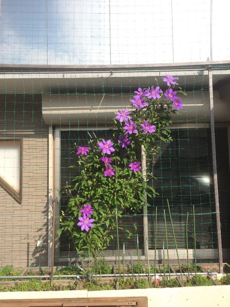 イメージ 1