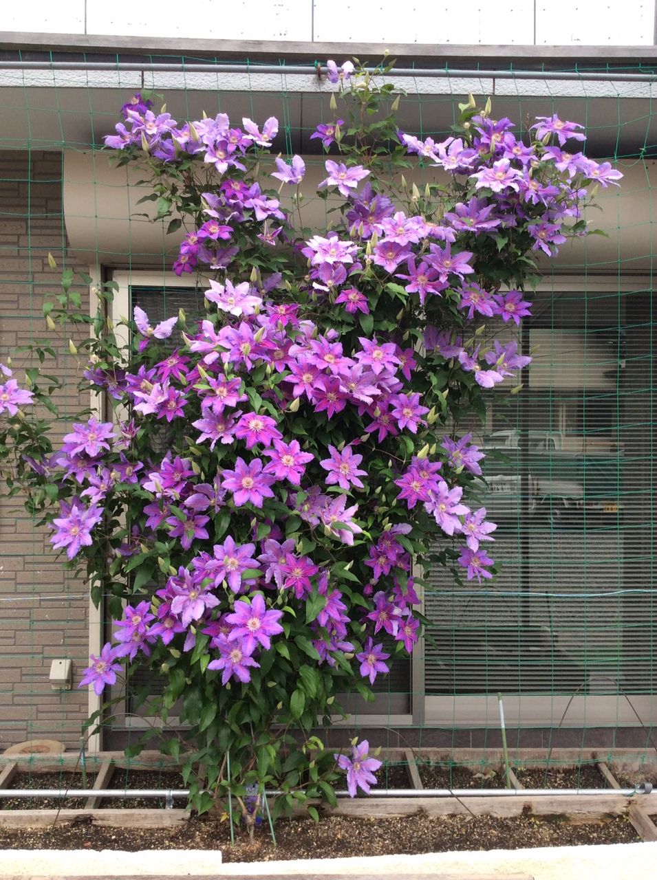 イメージ 1