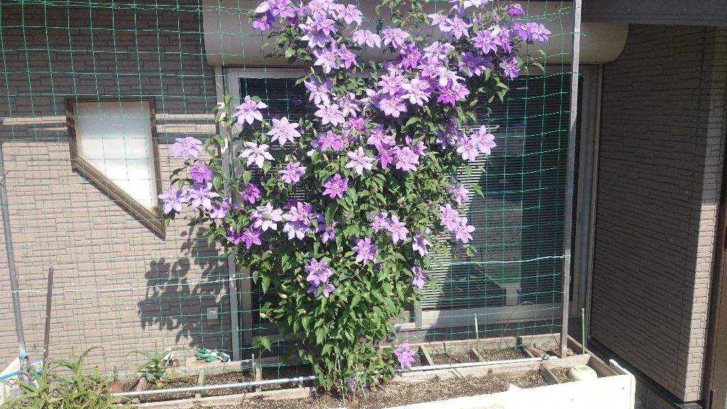 イメージ 1