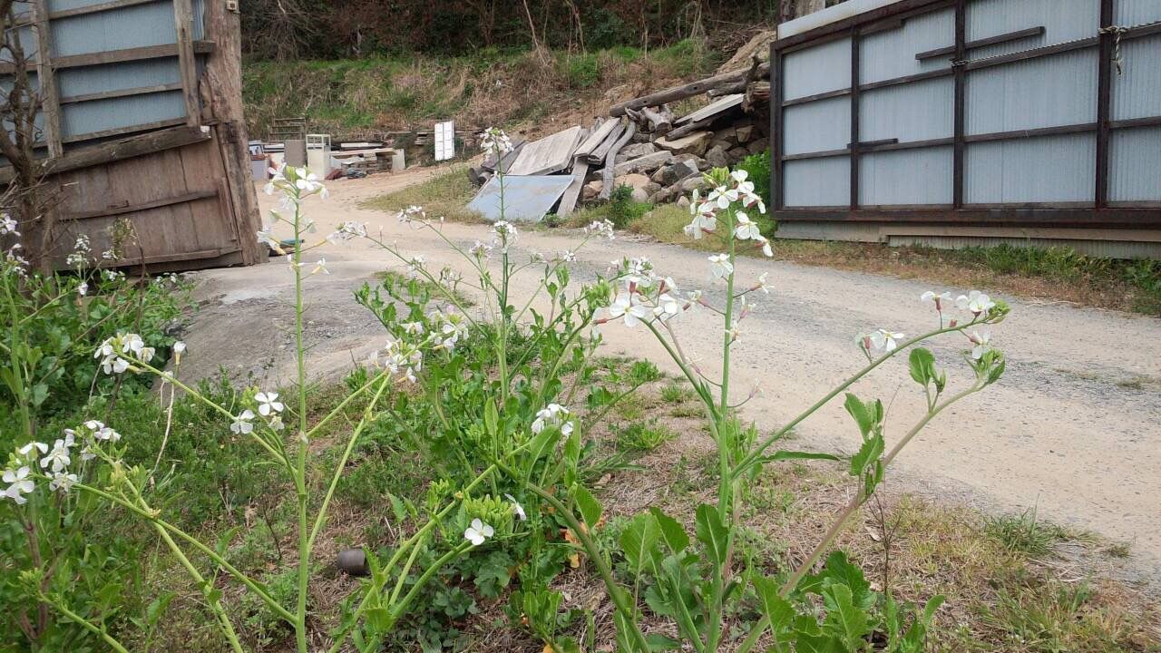 イメージ 5