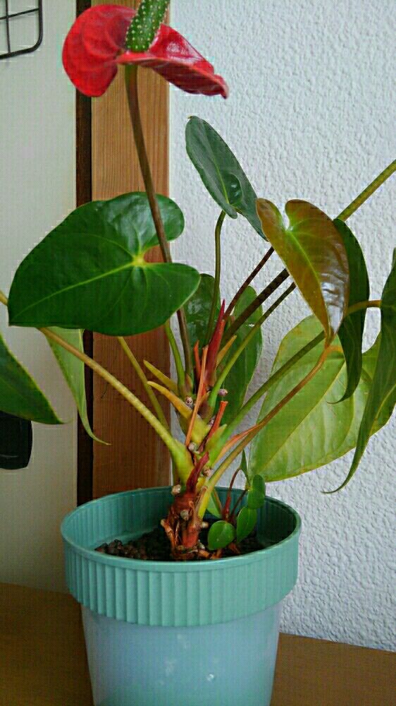 アンスリウムの切り戻し おかんダイアリー