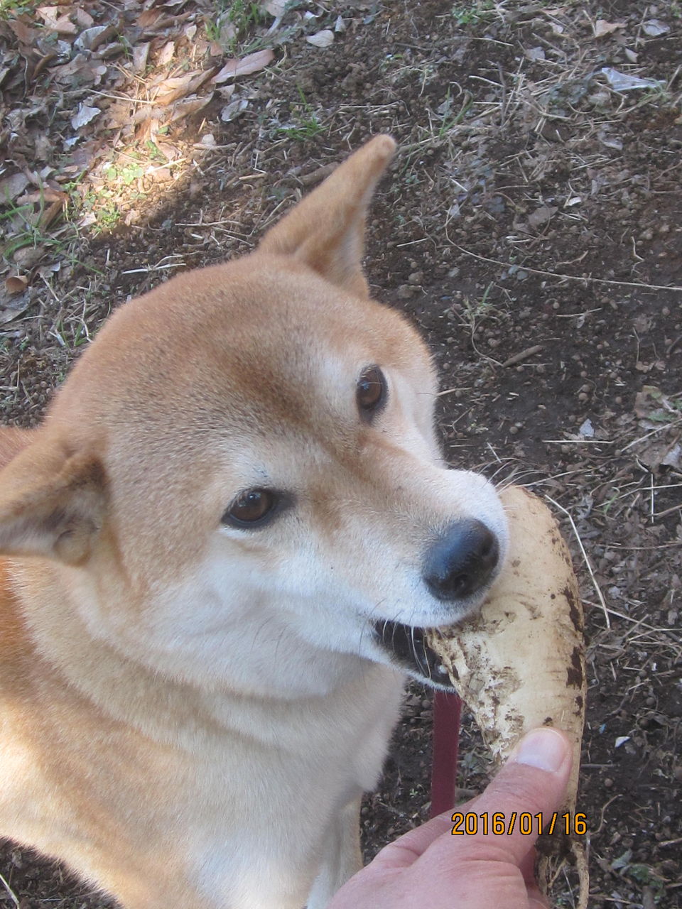 柴犬と大根 Yashinomi0867shishuuのblog 柴犬と大根 Yashinomi0867shishuuのblog