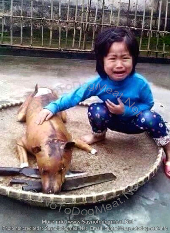 愛犬を犬肉店で発見したとき Yashinomi0867shishuuのblog