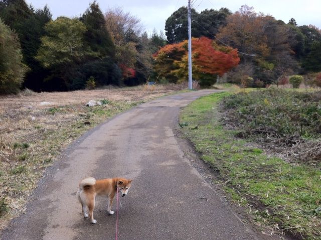 田舎探偵事件簿５ 怪樹 七色紅葉楓 八犬 発見 伝 Yashinomi0867shishuuのblog