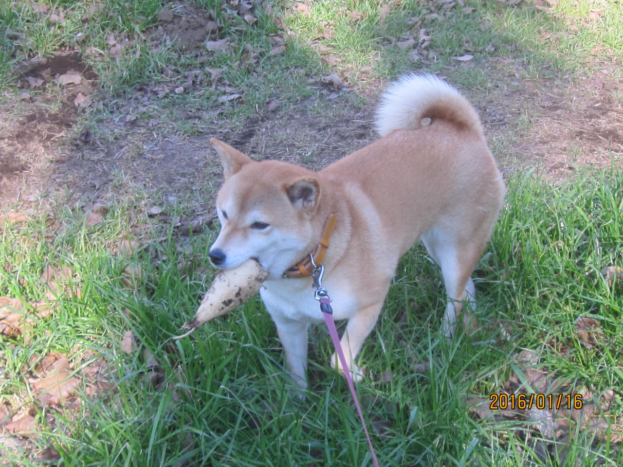 柴犬と大根 Yashinomi0867shishuuのblog 柴犬と大根 Yashinomi0867shishuuのblog
