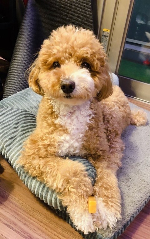 LINE_ALBUM_きなここあ🐶_241127_33