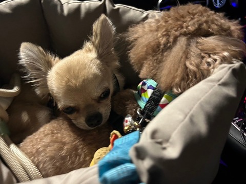 LINE_ALBUM_ちゃん、豊洲に行く(ららぽーととビバホーム豊洲)_241108_5