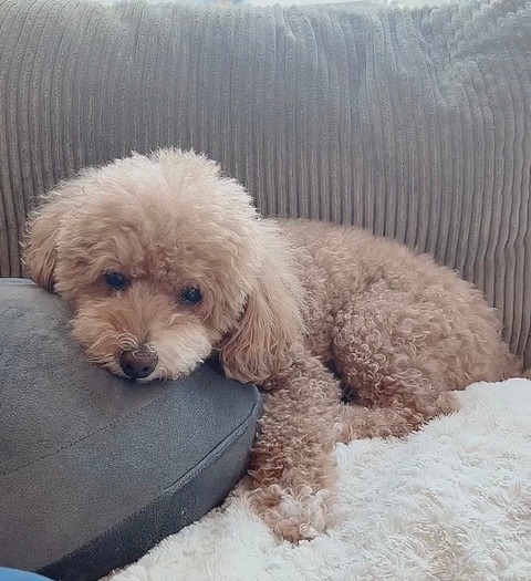 LINE_ALBUM_きなここあ🐶_241211_4